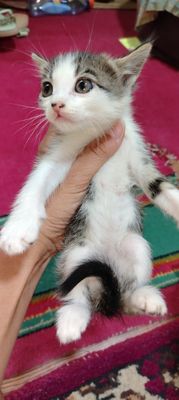 Домашний котёнок девочка