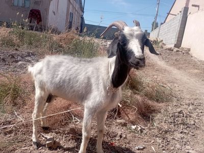 Eshki satiladi.uyde bagip otrigan