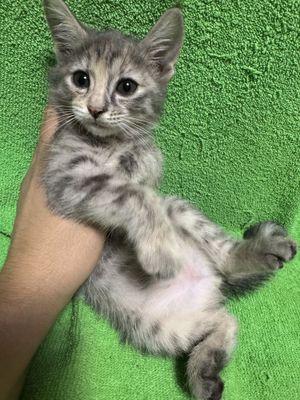 Котята домашние, мальчики и девочки, чистые, к лотку приученые, кушают