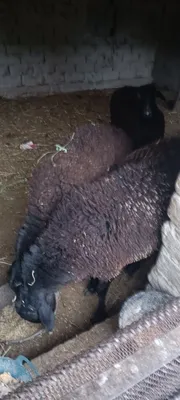 Qo'ylar sotiladi va 1 ta navos ham bor