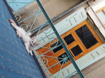 Котейки домашние