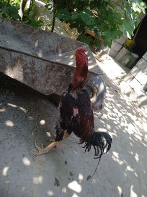 Tozza Dakan xoroz sotiladi