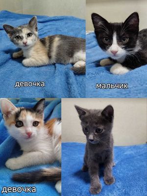 Котята 2 месяца домашние