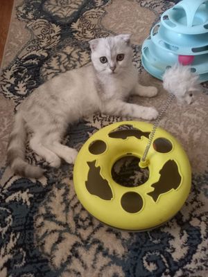 Продаётся чистокровный шотландский котёнок