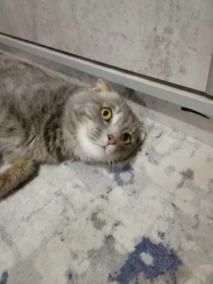 Qōshtirish uchun: scottish fold zoti 450mingdan