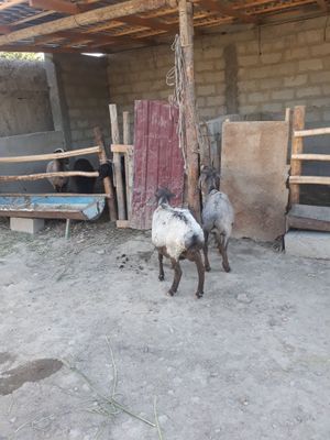 Ona bola qoy sotiladi