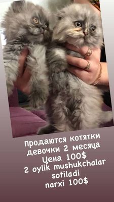 Котята породистые