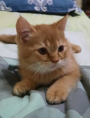 Продам кошка Скотиш фолд Британский