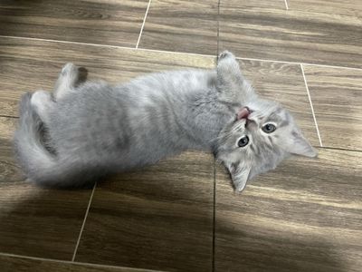 Scotish fold и Scotish straight (tabbi)