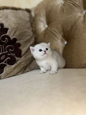Кошка чистокровная шиншилла