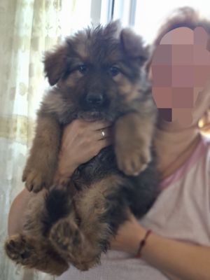 Продаётся шенок овчарки породистый мальчик