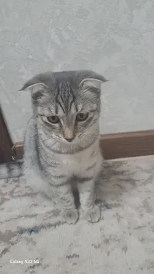 Продаю очаровательную шотландскую кошечку (7 месяцев) Очень ласк