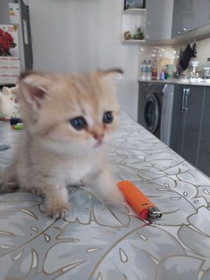 Продаётся кошечка породы золотая шиншилка