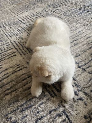 Срочно продаю скотиш фолд мальчик
