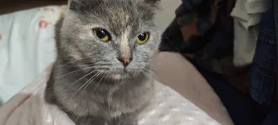 Отдадим в хорошие руки кошку