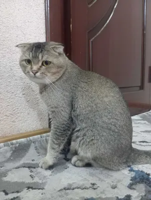 Britanka Zolotaya Shinshilla