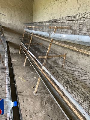 Tovuq katak tayyor lyuks