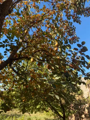 xurmo sotiladi narxi 4000 ming soʻm