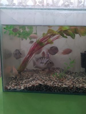 Akvarium baliqlari bn sotiladi filter kompresor aksesuvarlari bor