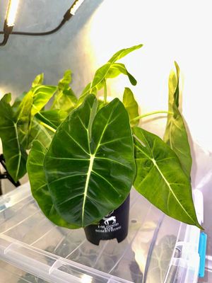 Alocasia Frydek