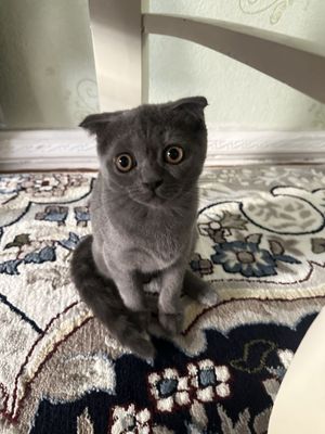 Кошка Шотландка
