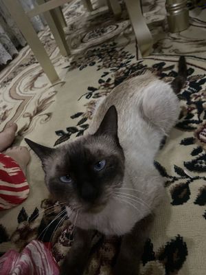 Сиамский кот.Zottor Syam mushugi
