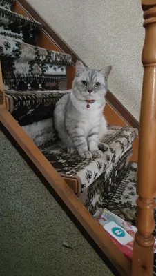 Mushuk sotladi oqat idishi hojat idshi qoshib berladi ogil bola 6 oyli