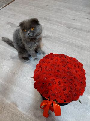 Вязка на территории КОТА