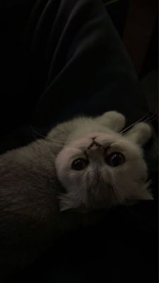 Веслоухая шотландская кошка
