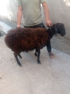 Qochqor sotiladi qurbonlika