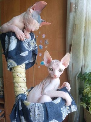продаются котята сфинкса