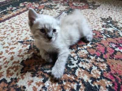 Сиамский котенок , мальчик