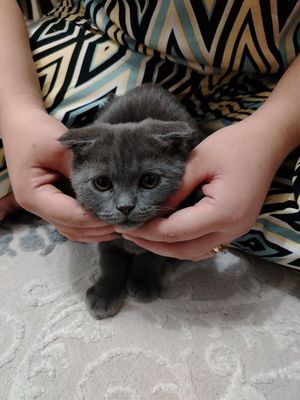 Продам скоттиш фолда