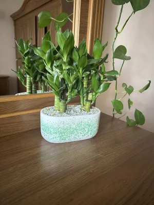 Растения бамбук, очен красивая