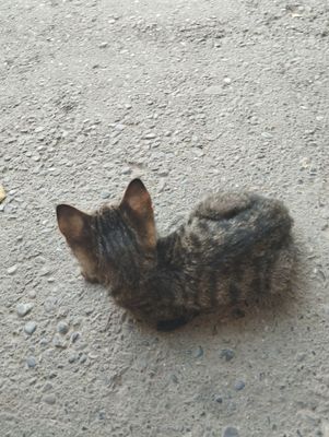 Mushuk yahshi qoʻllarga, котёнок