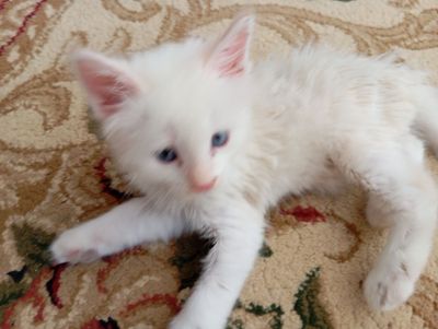 Продаётся котёнок 1.5месяцев