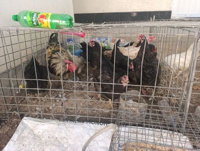 Damashni boqilgan tovuqla sotladi