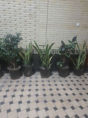 Продаются цветы, Тувакли гуллар сотилади