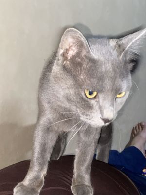 кошка 1 йил гартая