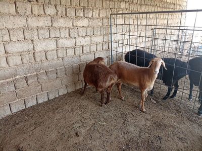 Qoy qozichoq Ona bola urgochila sotiladi