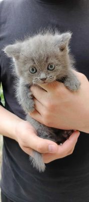 Продаются котята породы СКОТИШ СТРАЙТ: 4 мальчика 2 девочки.