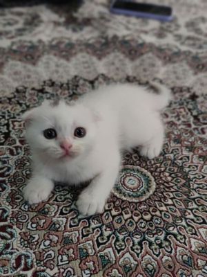 Продается котик.