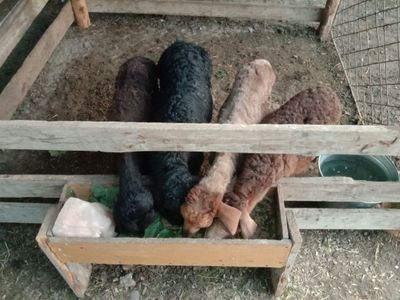 Козилар сотилади