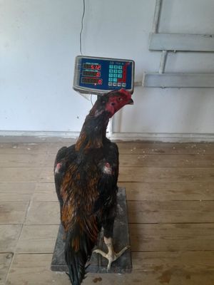 Хоразимиз хоразимда