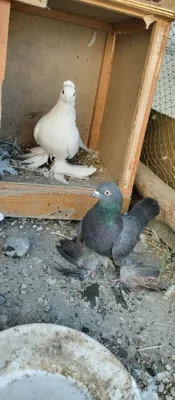 кабутар сотилади