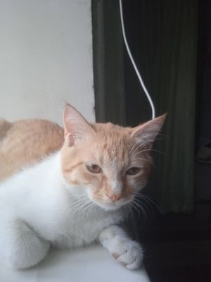 Uy mushuk sotiladi
