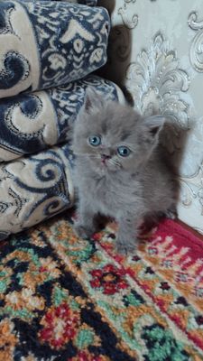 Zotdor mushuklar