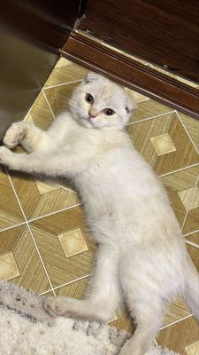 Котенок вислоухий бритиш