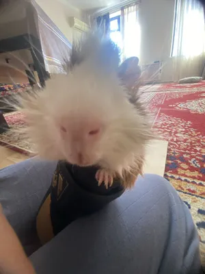 Продается Морская свинка короевская со всеми приспособлениями