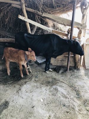 Ona bola sigirlar sotiladi
